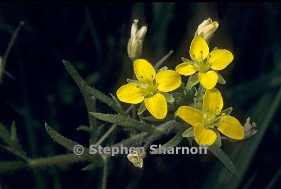 tropidocarpum gracile 1 graphic